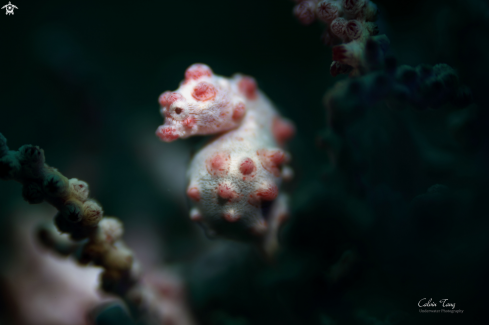 A Pygmy seahorse