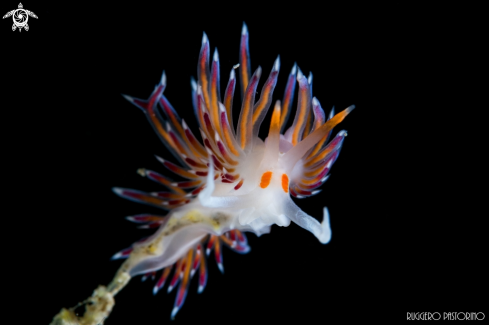 A Nudibranch