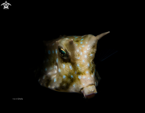 A Lacturia kurnuta | Cow Fish