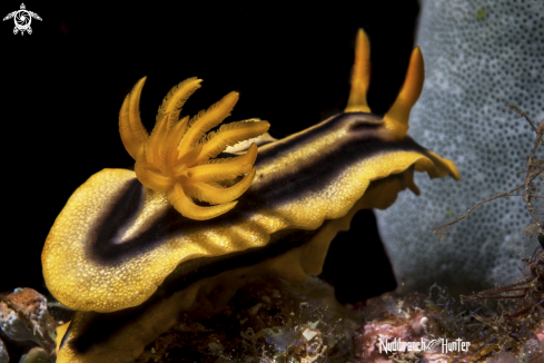 A Chromodoris Joshi Gosliner