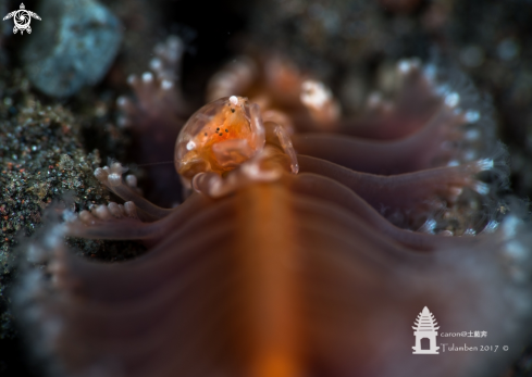 A Sea Pen Crab