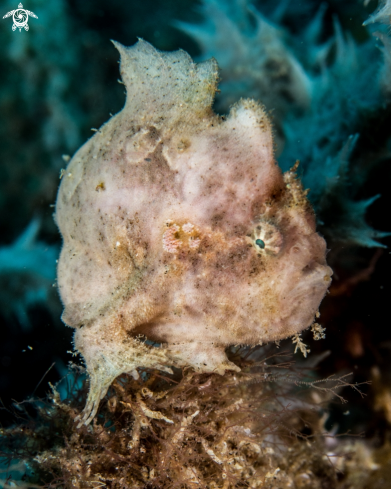 A Painted frogfish