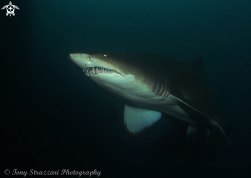 A Carcharias taurus | Grey Nurse Shark