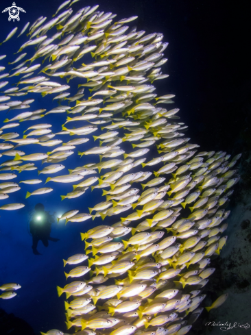 A Bluestripe Snapper 