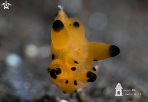 A Nudibranch