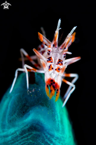 A Tiger Shrimp