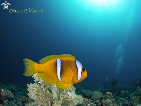 A Clownfish and divers