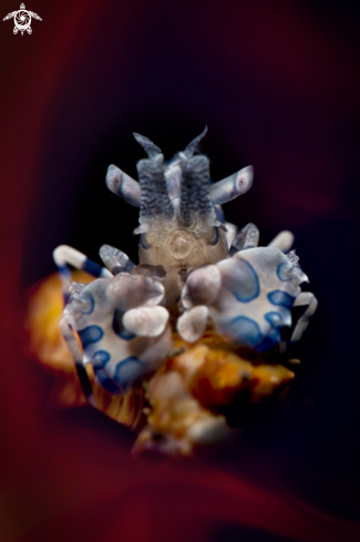 A arlequin shrimp