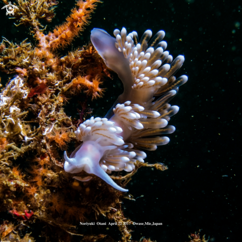 A Nudibranch