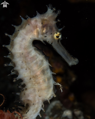 A Thorny seahorse