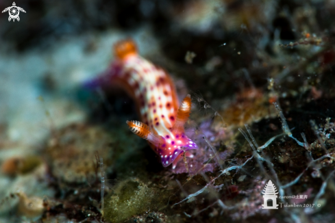 A Nudibranch