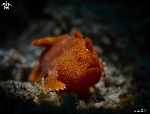 A Frogfish