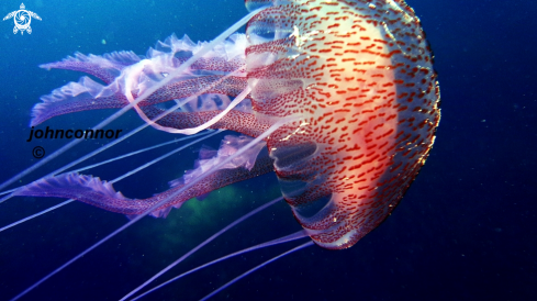 A Pelagia noctiluca | 