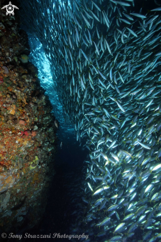 A Southern yellowtailed scad