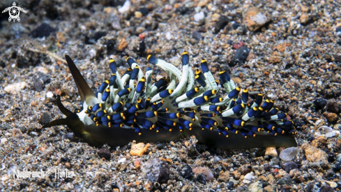 A Nudibranch 