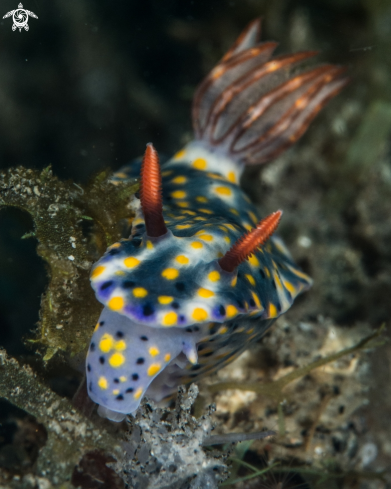 A Hypselodoris 