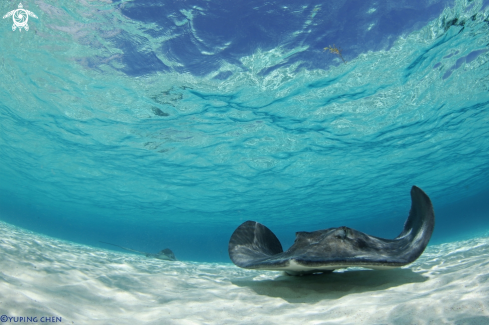 A Stingray