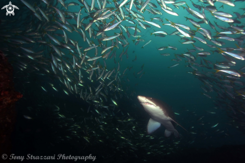 A Grey Nurse Shark