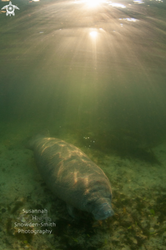 A Manatee