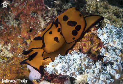 A Berthella martensi