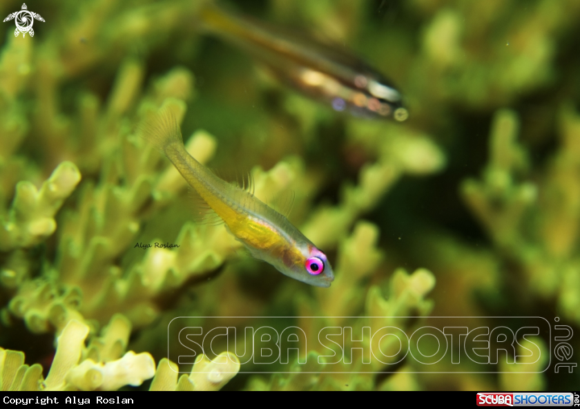 A Pink Eye Goby