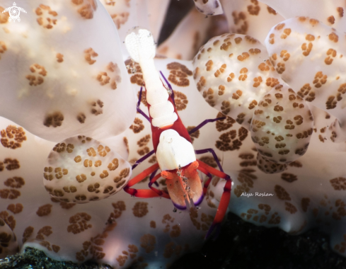 A Emperor Shrimp on Solar-Powered Nudi