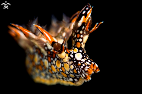 A Nudibranch