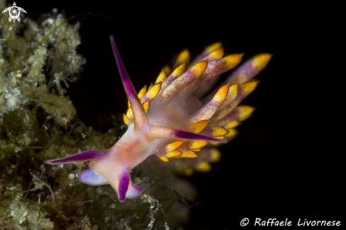 A Flabellina 