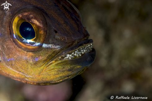 A Cardinal fish with eggs