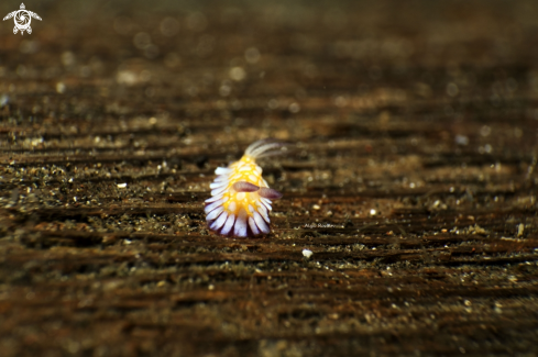 A Goniobranchus Roboi - Chromodoris  | Goniobranchus Roboi - Chromodoris 