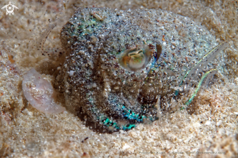 A Bobtail Squid