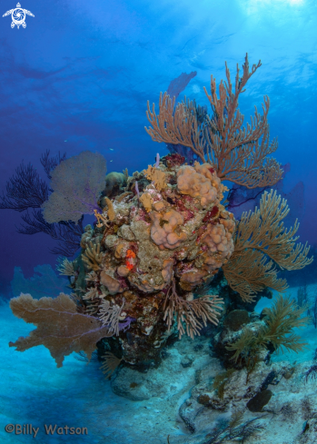 A N/A | Stand of various corals and fans