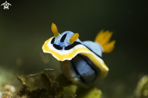 A Chromodoris Annae or Elisabethina | Chromodoris 