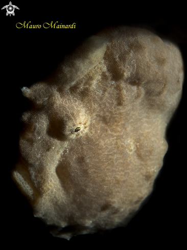 A Frogfish