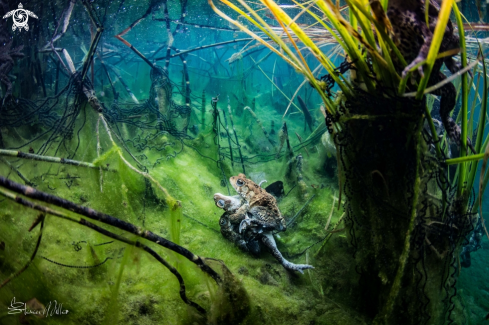 A Chorus Frogs