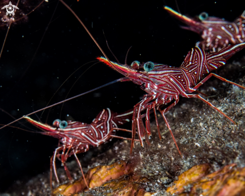 A Hinged beak shrimps