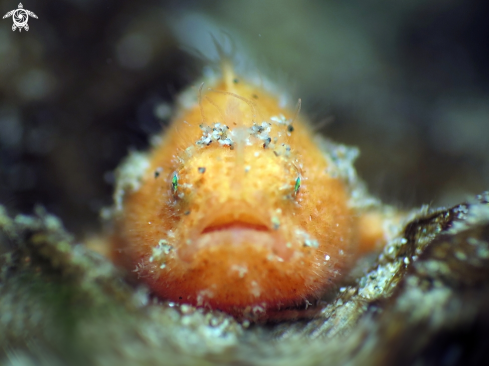 A FrogFish