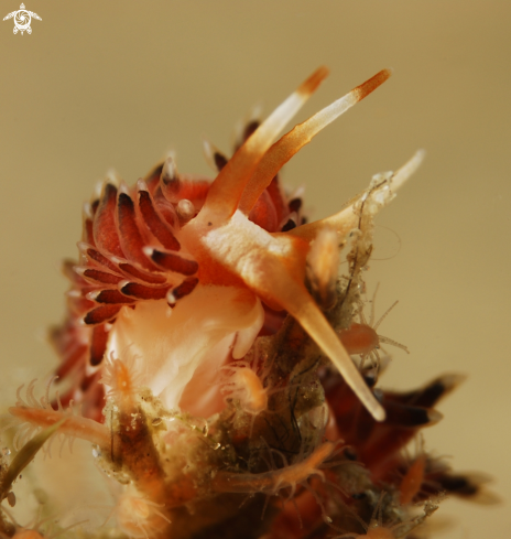 A Phidiana lynceus | Lynx Nudribranch, Phidiana lynceus