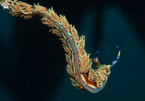 A Pteraeolidia ianthina   | Dragon nudibranch