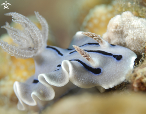 A Chromodoris Locki