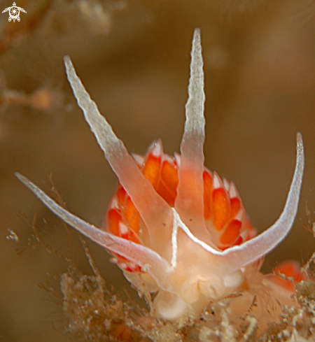 A Flabellina Verta