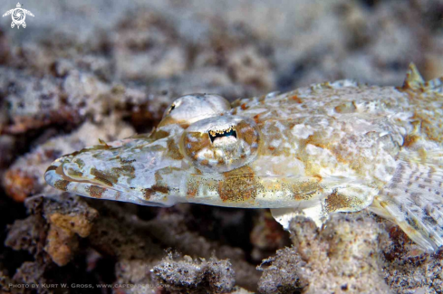 A Flathead