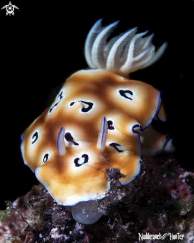 A nudibranch 