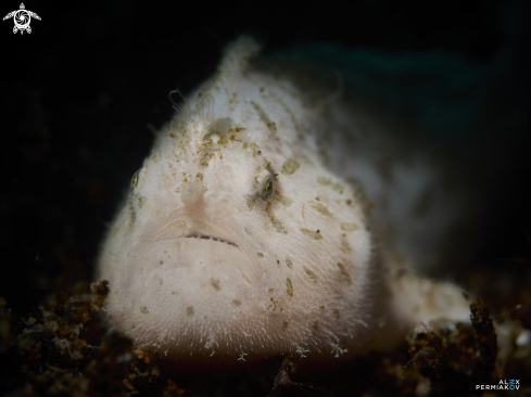 A Frogfish