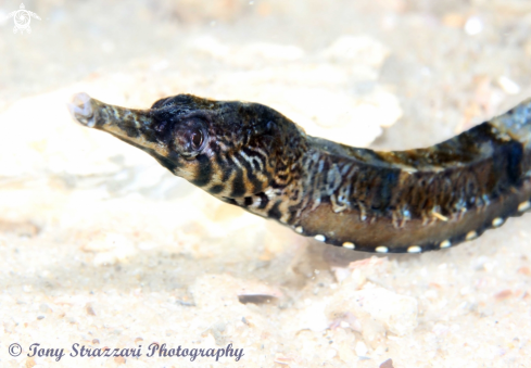 A Filicampus tigris | Tiger Pipefish