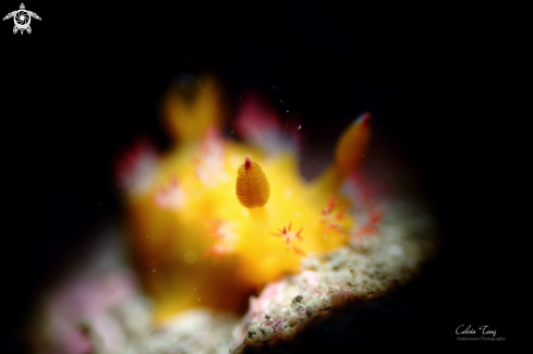 A Nudibranch