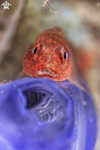 A (Pleurosicya cf. mossambica) | ghostgoby