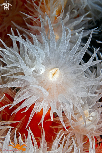 A Coral naranja