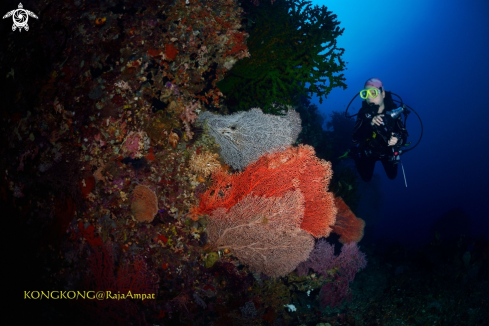 A GORGONIAN