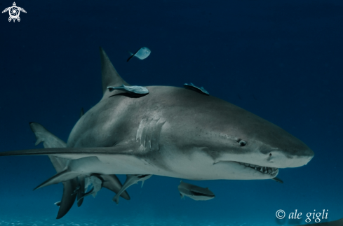 A NEGAPRION BREVIROSTRIS | LEMON SHARK